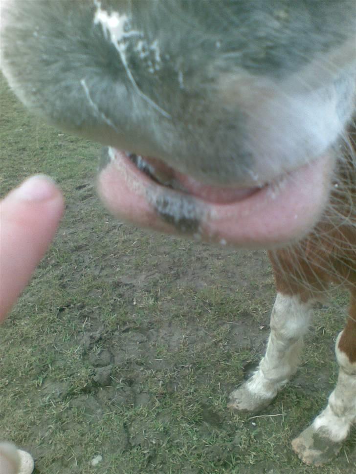 Pinto Felix - Den uimodstålige<3 - Den kære mule:* billede 16