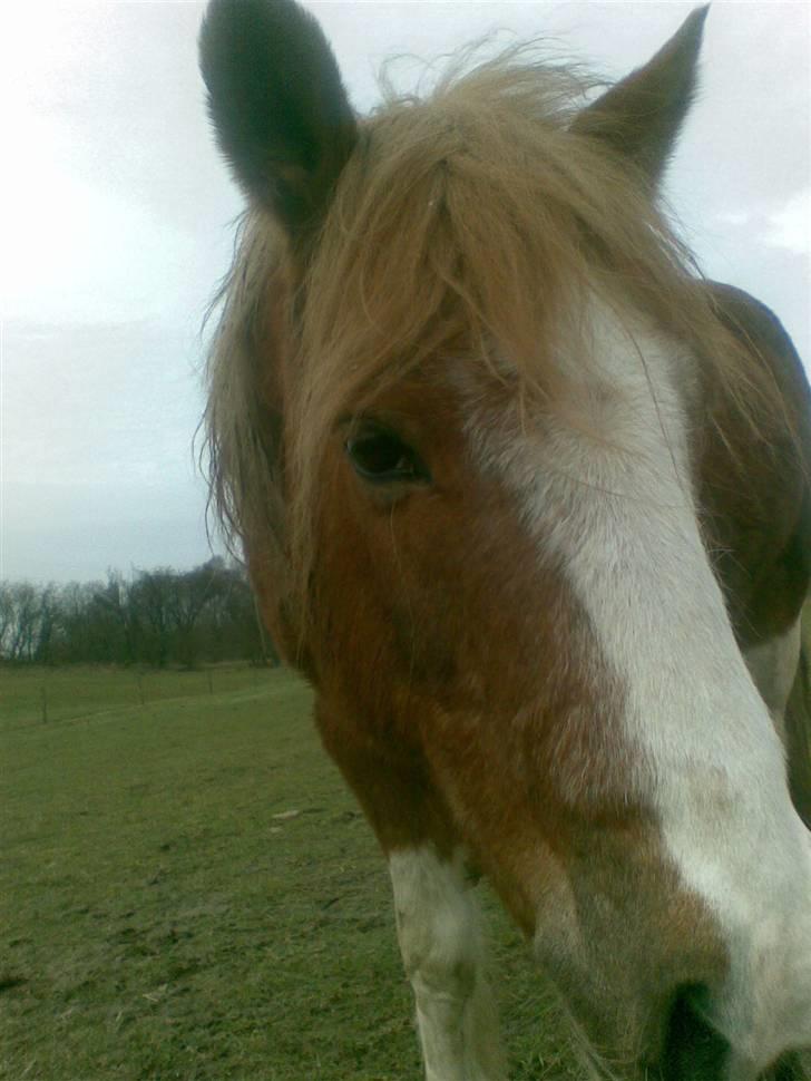 Pinto Felix - Den uimodstålige<3 - Kuk-kuk:D billede 17