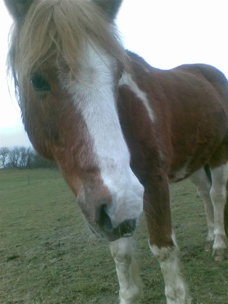 Pinto Felix - Den uimodstålige<3 - "Jeg ved godt, jeg ser godt ud!"
- Citat Caino!<3<3 billede 18