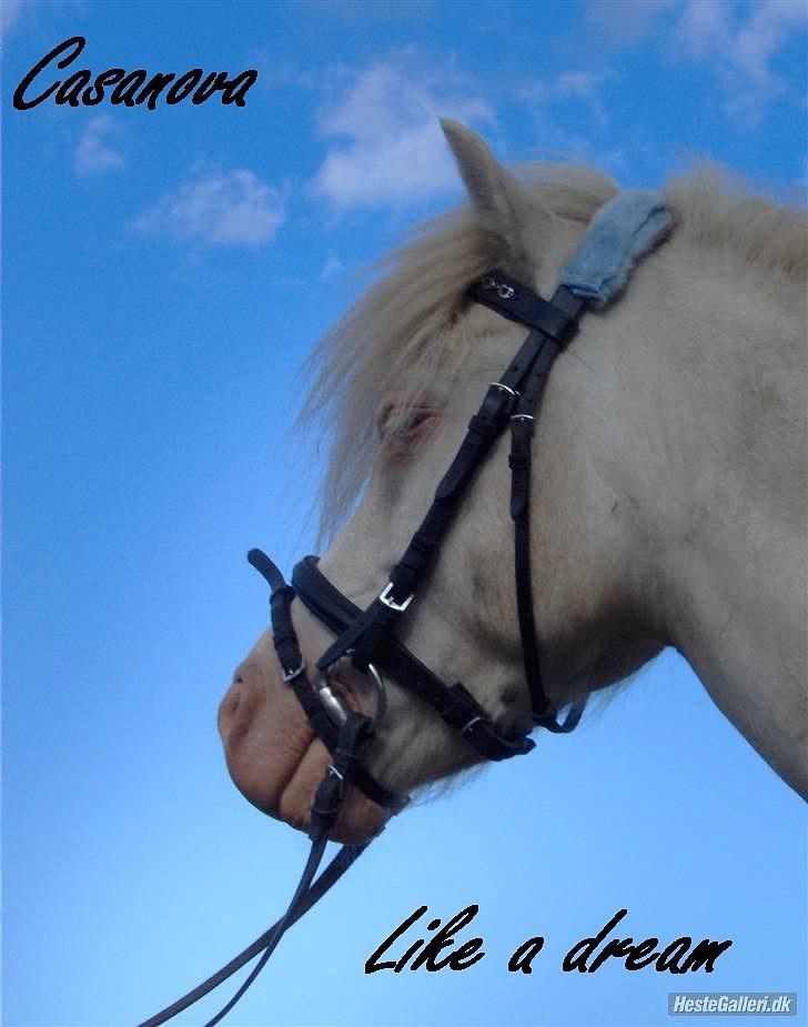 Welsh Pony af Cob-type (sec C) Casanova - Like a dream! billede 1