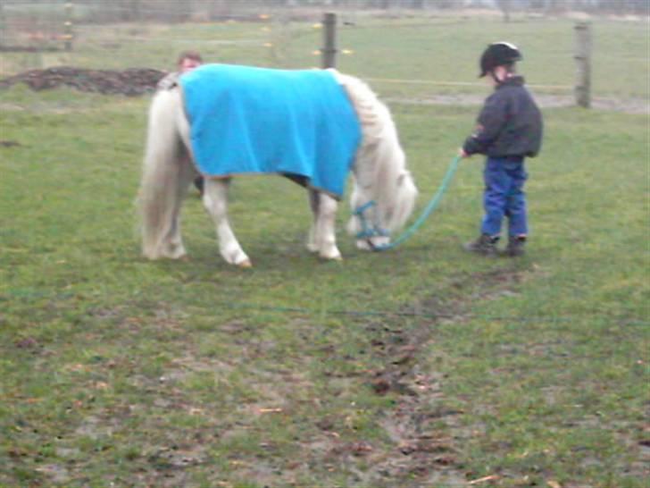 Welsh Pony af Cob-type (sec C) Casanova - Phillip og Nova billede 2