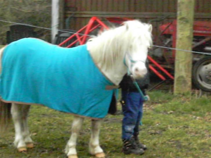 Welsh Pony af Cob-type (sec C) Casanova - Så fin med nyt udstyr på billede 3