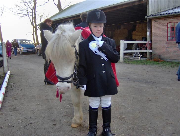Welsh Pony af Cob-type (sec C) Casanova - Phillip og Casanovas første rosett billede 5