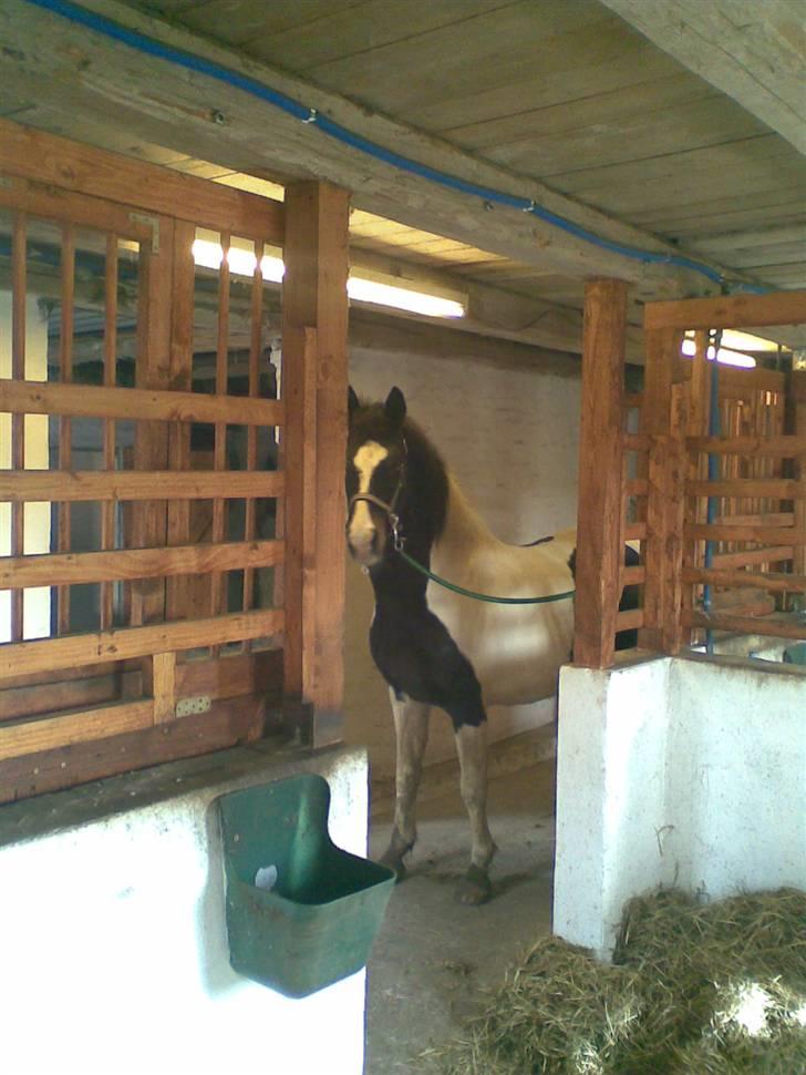 Pinto filur(ejer mejse)Aflivet billede 13