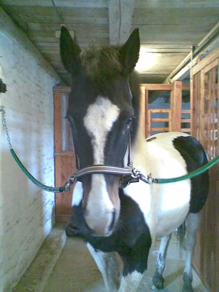 Pinto filur(ejer mejse)Aflivet billede 14