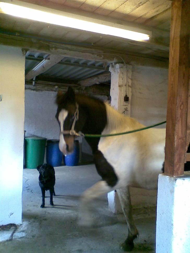 Pinto filur(ejer mejse)Aflivet billede 15