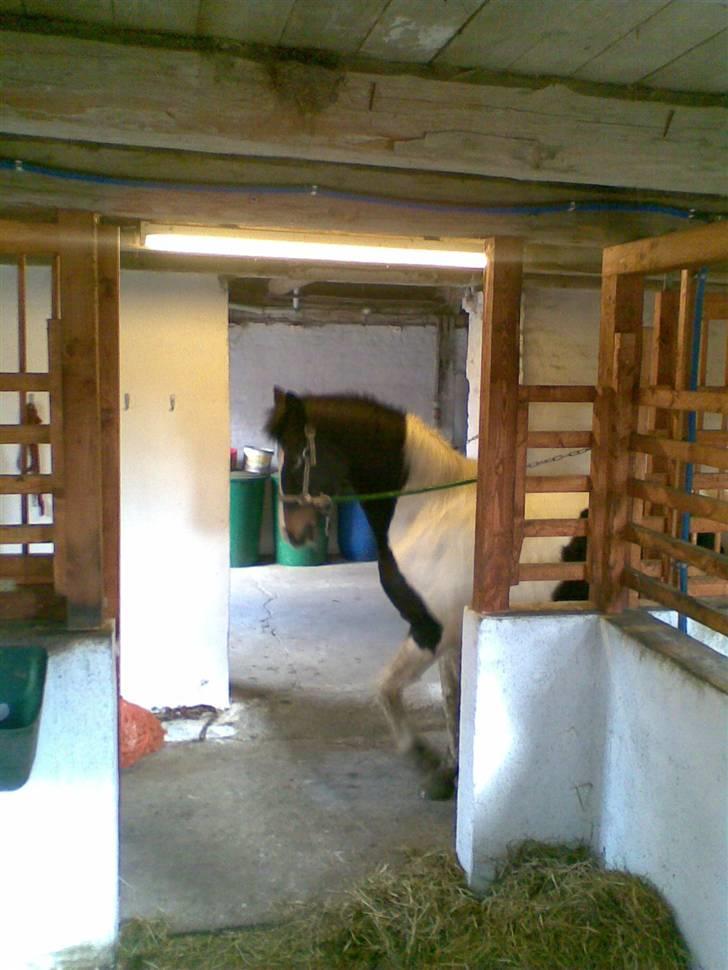 Pinto filur(ejer mejse)Aflivet billede 16