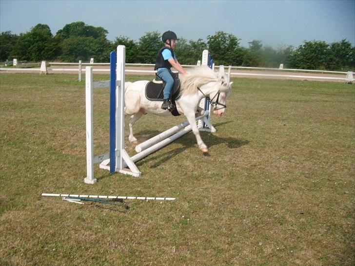 Welsh Pony af Cob-type (sec C) Casanova billede 6