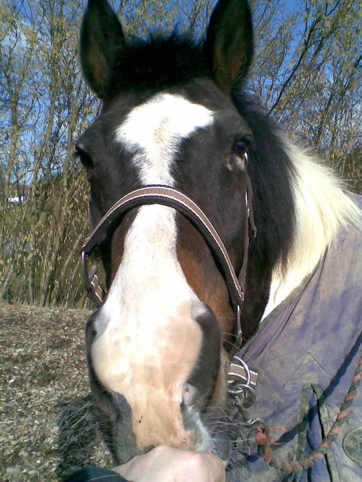 Pinto filur(ejer mejse)Aflivet billede 17