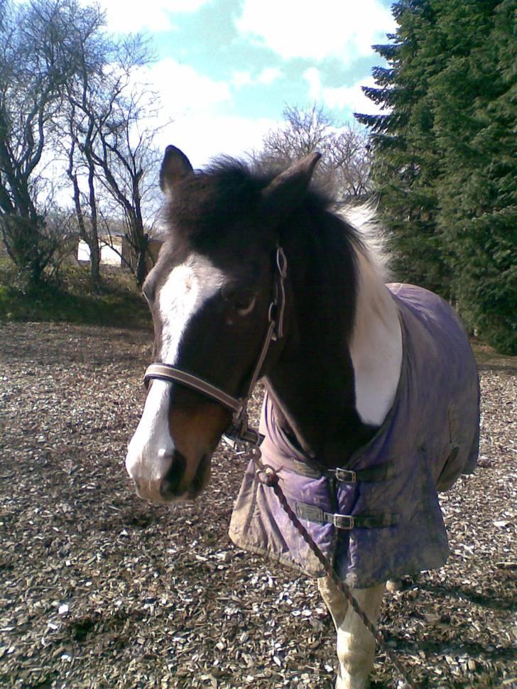 Pinto filur(ejer mejse)Aflivet billede 18