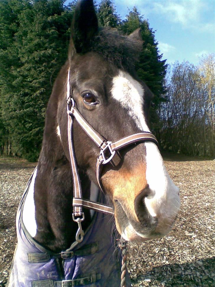 Pinto filur(ejer mejse)Aflivet billede 19