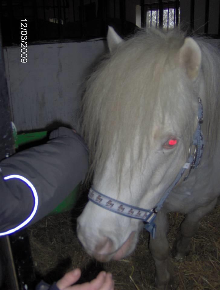 Welsh Pony af Cob-type (sec C) Casanova - Sød der er Nova uden tvivl billede 7