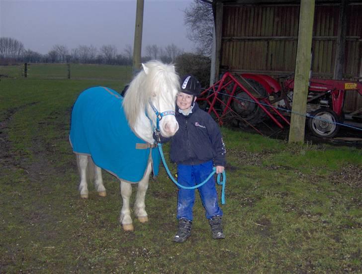 Welsh Pony af Cob-type (sec C) Casanova - Phillip er bare så stolt billede 8