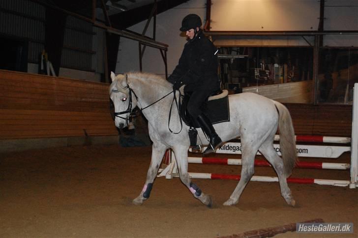 Connemara Rex Sixteen {Solgt} - Velkommen til Rex´ profil<3.  - Smid en bedømmelse og evt. kommentar :D. billede 1