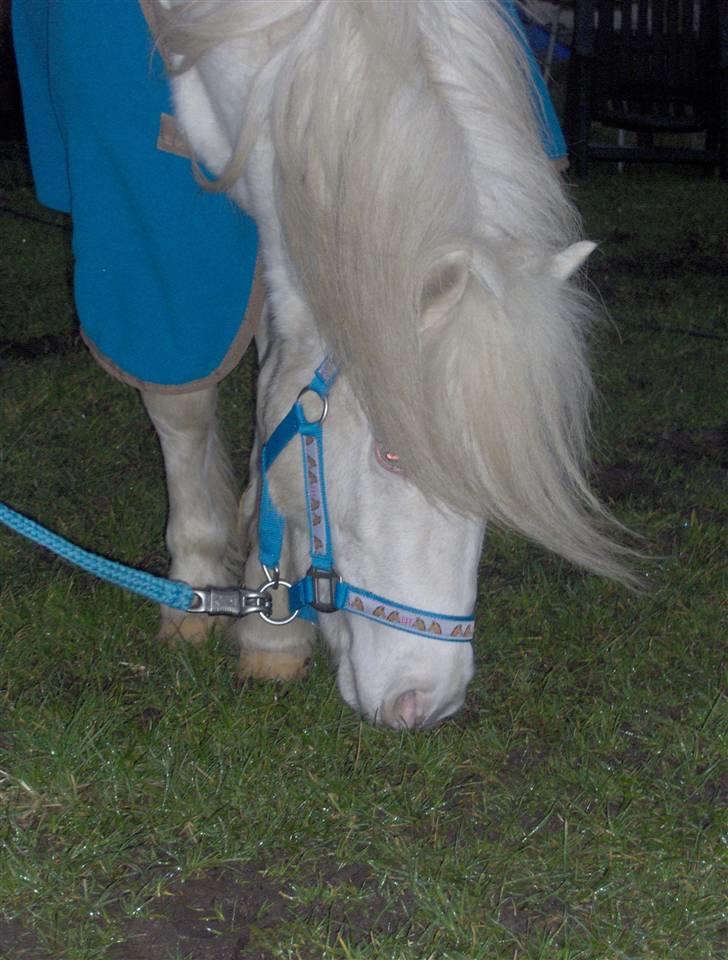 Welsh Pony af Cob-type (sec C) Casanova billede 9