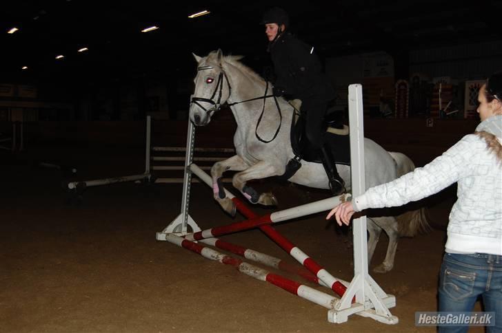 Connemara Rex Sixteen {Solgt} - Spriiing :b  billede 3