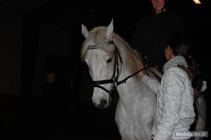 Connemara Rex Sixteen {Solgt} billede 5