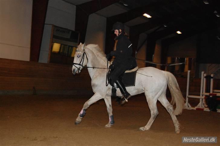 Connemara Rex Sixteen {Solgt} - Dressur <3. billede 6