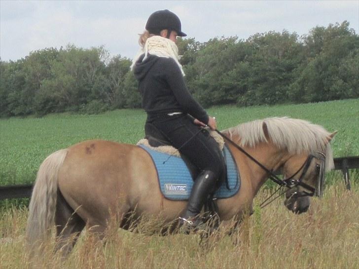 Haflinger Luca<3 billede 11