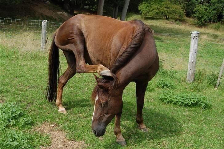 Anden særlig race Dina - Ude på folden billede 4