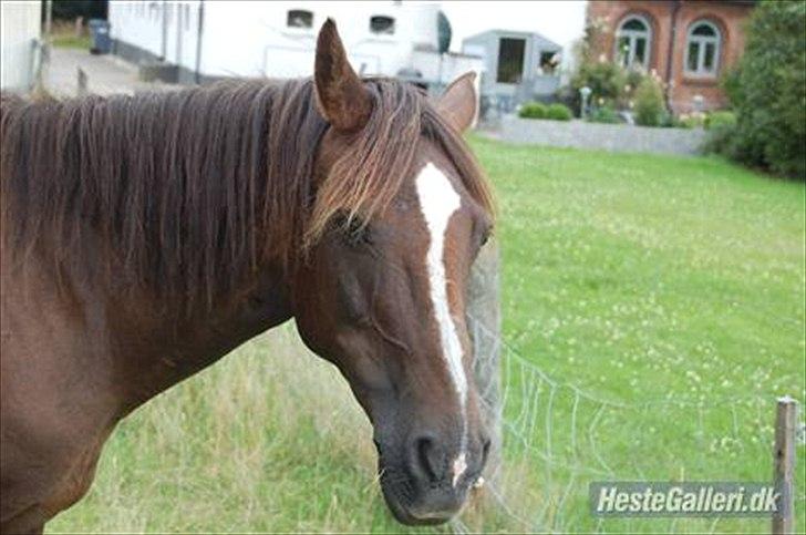 Anden særlig race Dina - Og så ridder vi ;D billede 6