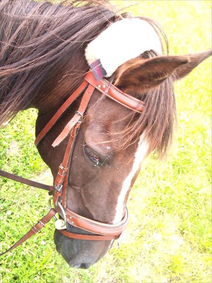 Anden særlig race Dina - Dina billede 7