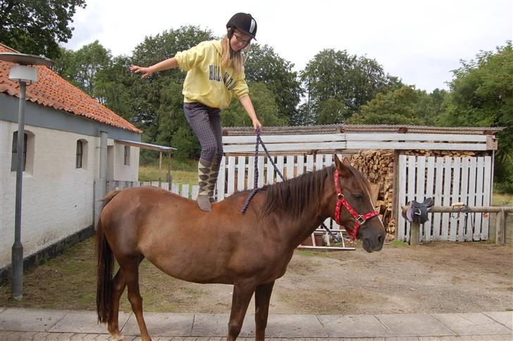 Anden særlig race Dina - stå på Dina´ billede 8