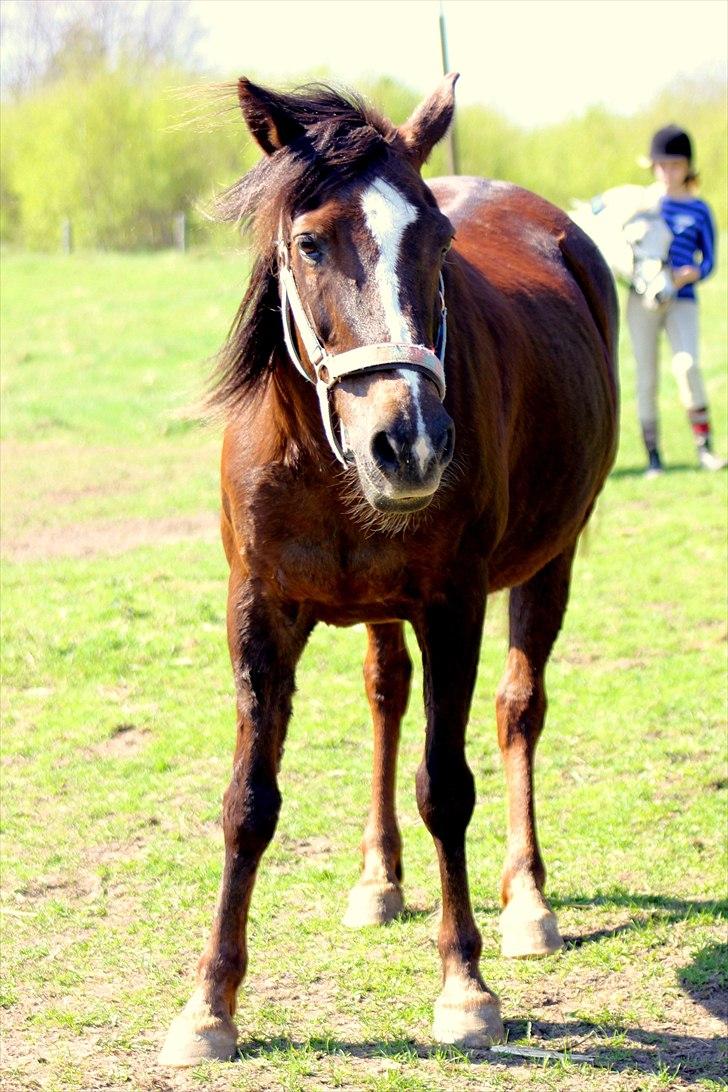 Anden særlig race Dina - rider med træktov :D billede 9