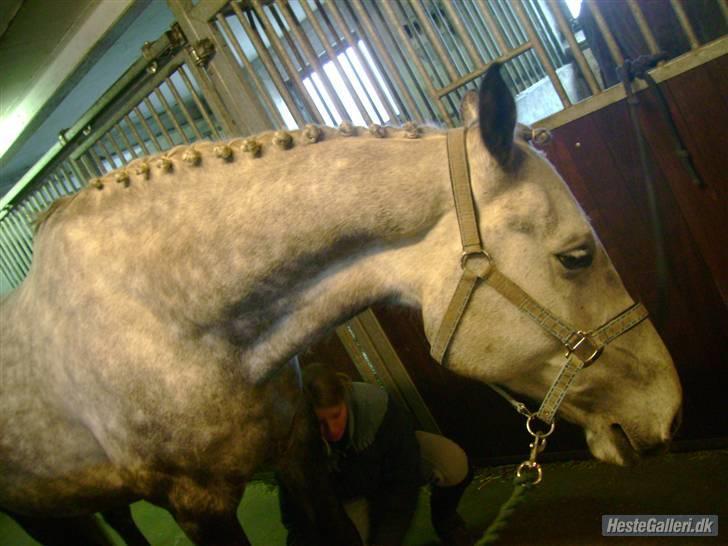 Dansk Varmblod Møgelhøjgårds Cupido solgt - sku li prøve at flette nu vi snart skal til stævne billede 7
