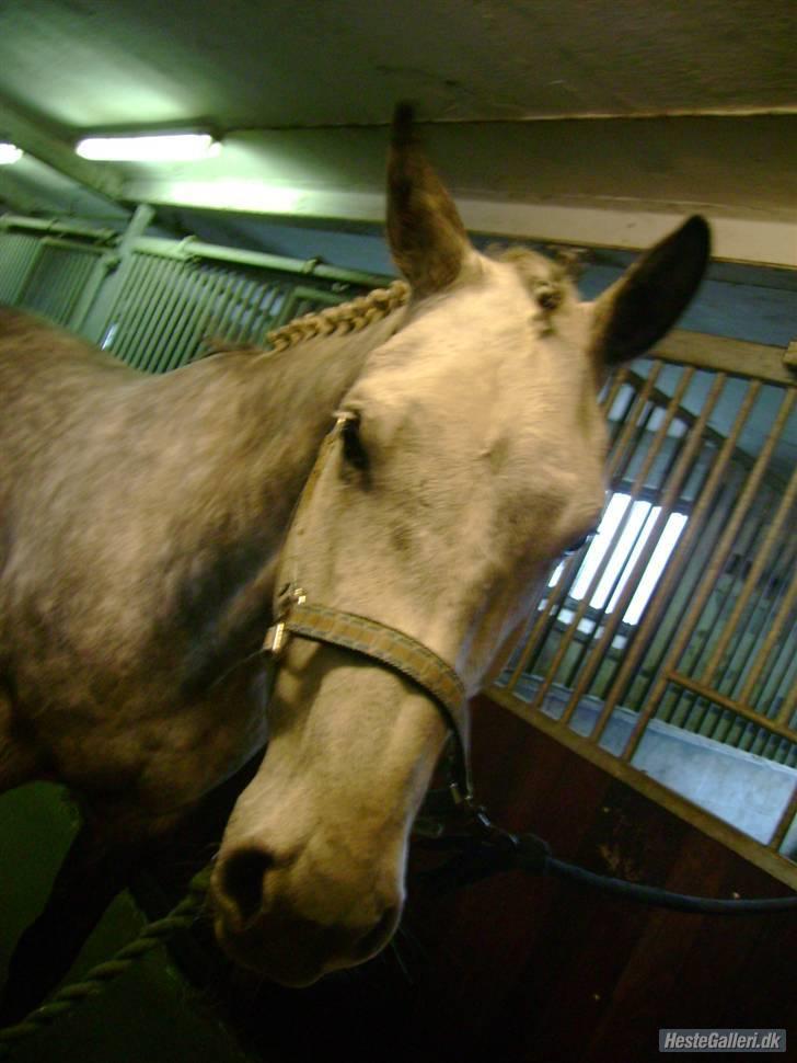 Dansk Varmblod Møgelhøjgårds Cupido solgt - halløj billede 8