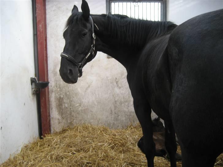 Dansk Varmblod Dénise - Nååååh, er det bare dig billede 1