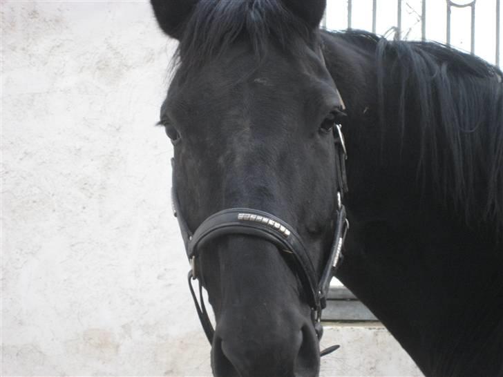 Dansk Varmblod Dénise - Fotograf bliver hun altså aldrig! billede 2