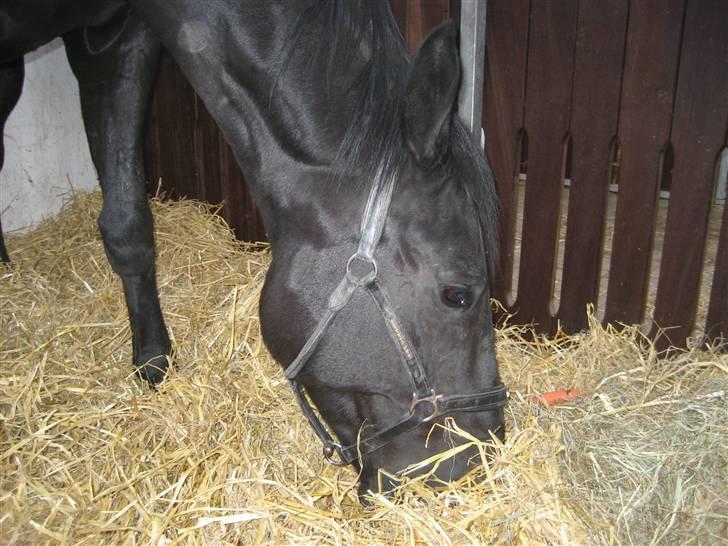 Dansk Varmblod Dénise - Passer du lige den lille, medens jeg får rmig nogle velfortjente gulerødder  billede 3