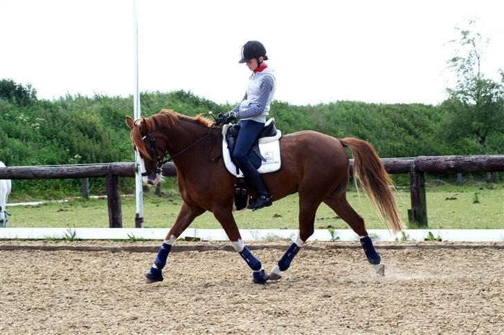 DSP Stald P.R. Bongo - Samlet i trav ! elsker dig <3 Foto: teamflyingadonis.dk (A-foto)  billede 16