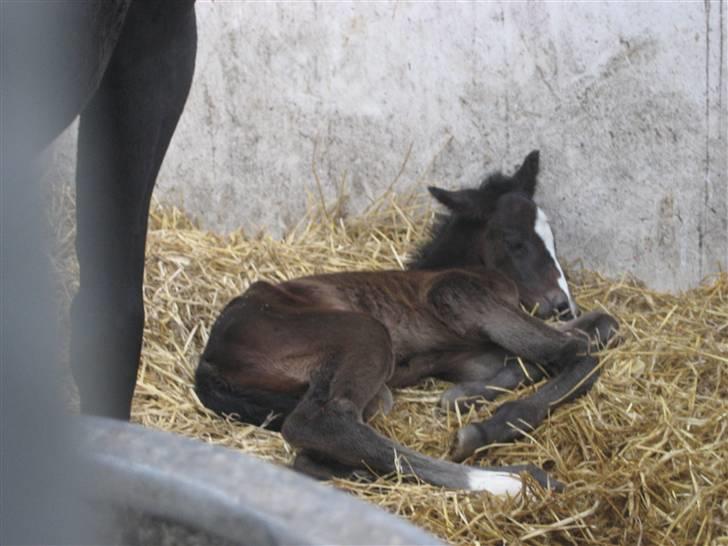 Dansk Varmblod Flawless Shaman - Nyfødt: Pyh, jeg har haft en hård morgen billede 1
