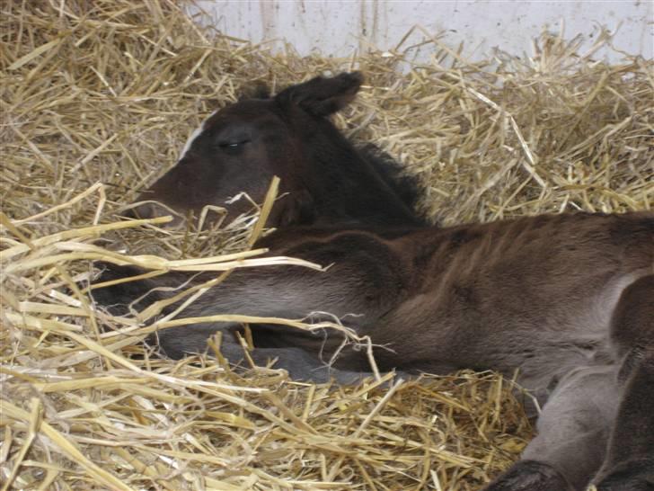 Dansk Varmblod Flawless Shaman - Nyfødt:  billede 2