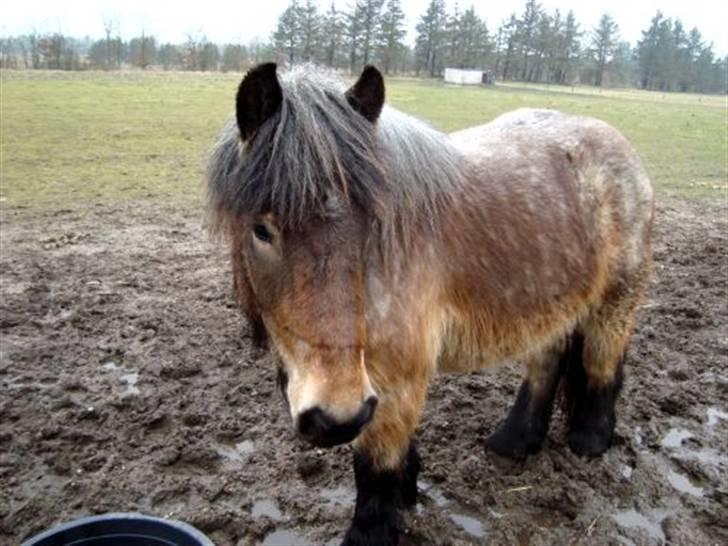 Belgier Bianca af Farendløse - Velkommen til min profil <3 Foto: mig billede 1