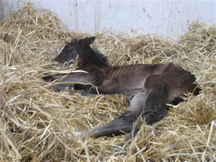 Dansk Varmblod Flawless Shaman - Nyfødt:  billede 3