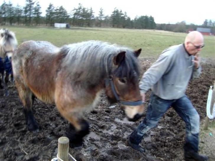 Belgier Bianca af Farendløse - Foto: Mig billede 2