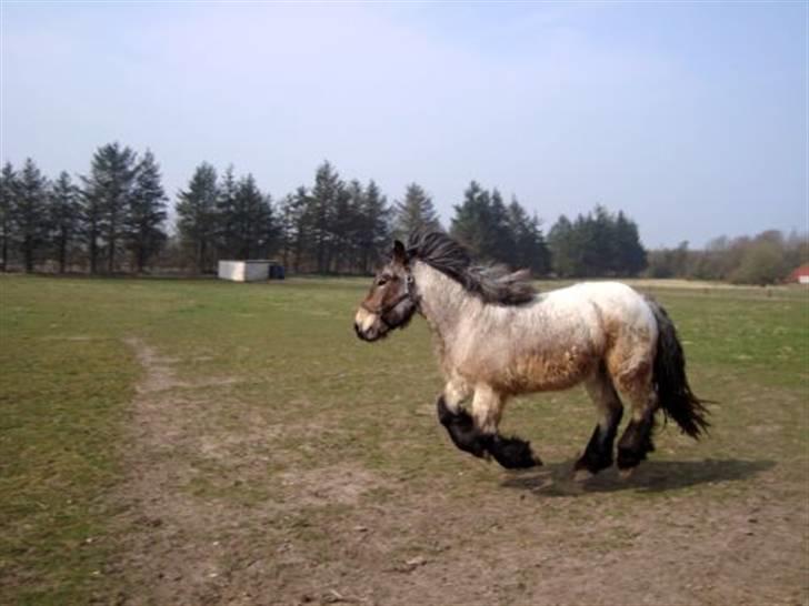 Belgier Bianca af Farendløse billede 3