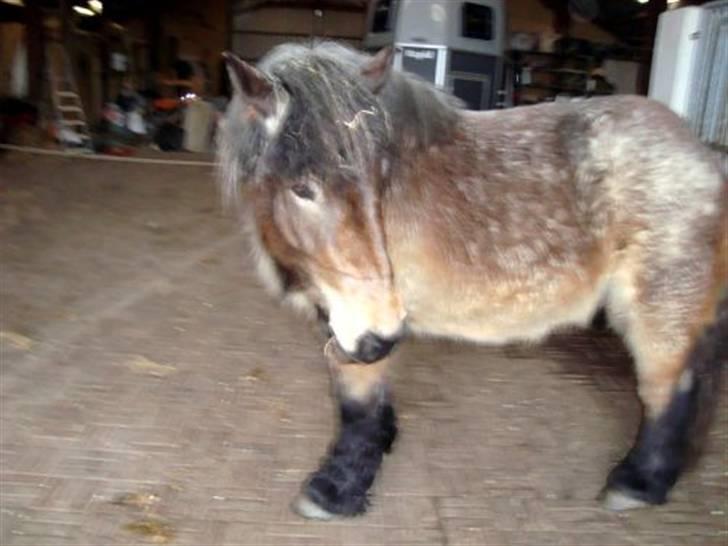 Belgier Bianca af Farendløse - Foto: Mig billede 4