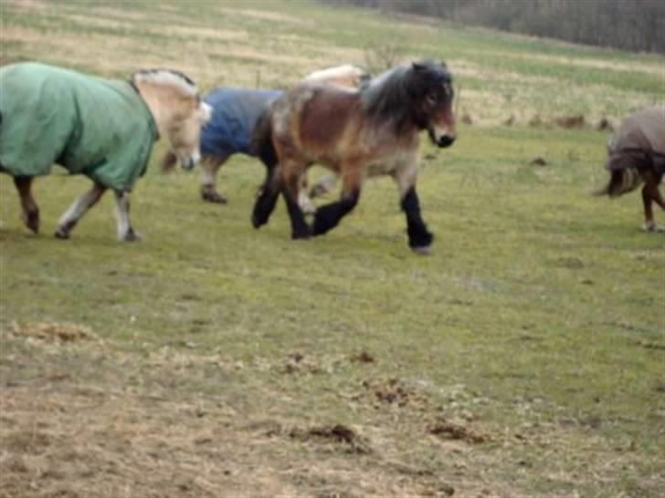 Belgier Bianca af Farendløse - Foto: Mig billede 5
