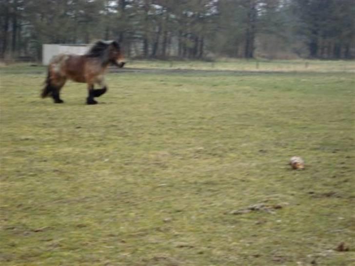 Belgier Bianca af Farendløse - Foto: Mig billede 6