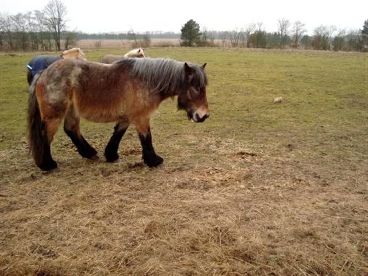Belgier Bianca af Farendløse - Foto: Mig billede 7