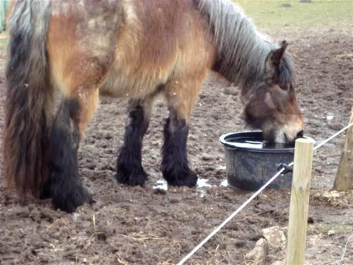 Belgier Bianca af Farendløse - Foto: Mig billede 8