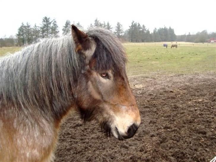 Belgier Bianca af Farendløse - Foto: Mig billede 9