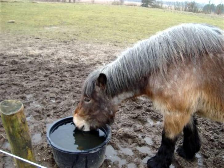 Belgier Bianca af Farendløse - Tørstig :D Foto: Mig billede 10