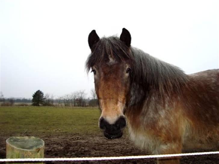 Belgier Bianca af Farendløse - Foto: Mig billede 11