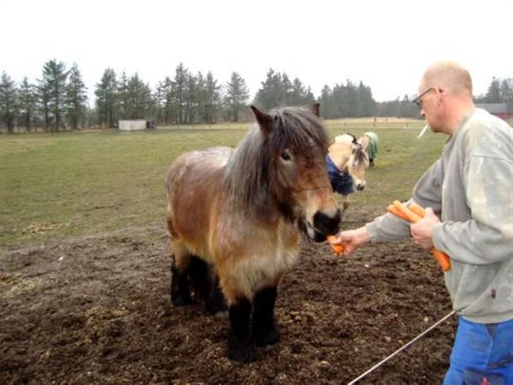Belgier Bianca af Farendløse - Foto: Mig billede 12