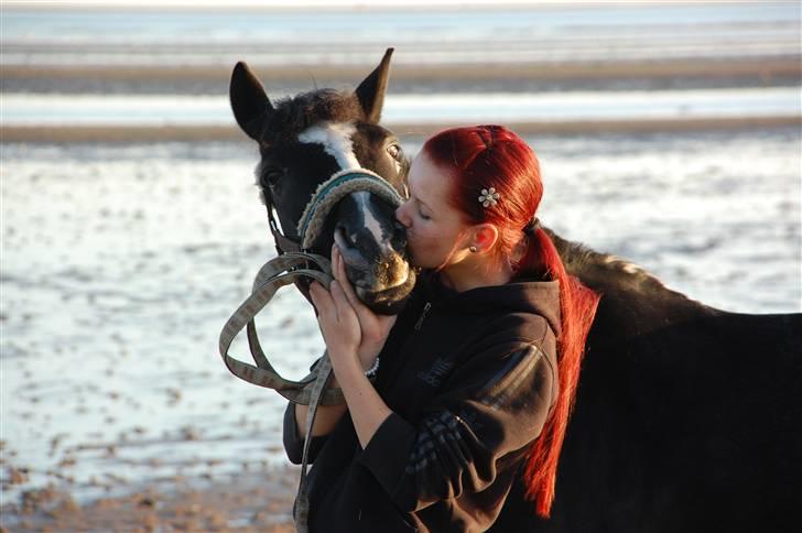 DSP Bæklunds Capone A-PONY - På stranden :-* jeg elsker dig <3 billede 12